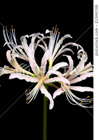 Red spider lily Red spider lily 81946386