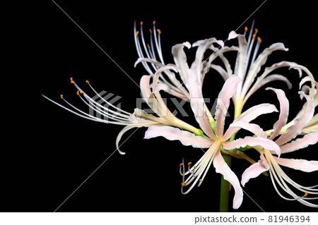 Red spider lily Red spider lily 81946394
