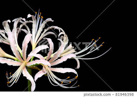 Red spider lily Red spider lily 81946398