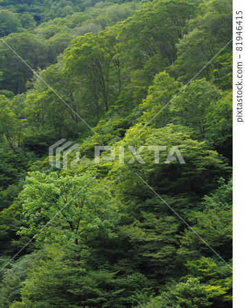 Mountain surface of broad-leaved trees in summer [Okutainai, Tainai City, Niigata Prefecture] 81946415