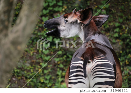 Okapi 81946521