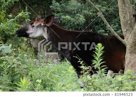 Okapi 81946523