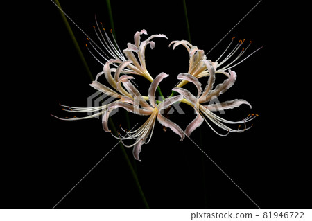 Red spider lily Red spider lily 81946722