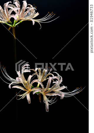 Red spider lily Red spider lily 81946733