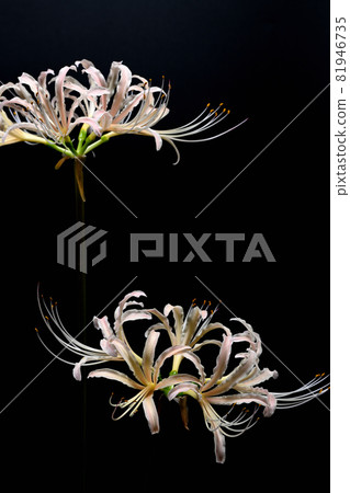 Red spider lily Red spider lily 81946735
