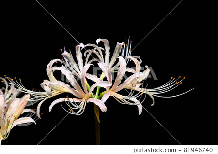 Red spider lily Red spider lily 81946740