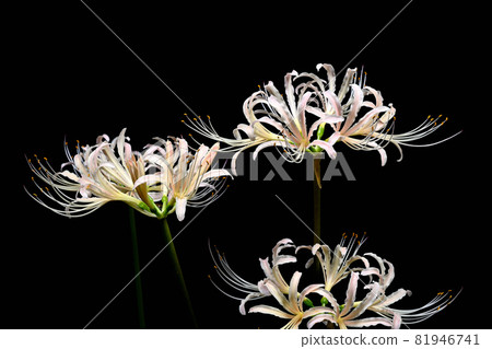 Red spider lily Red spider lily 81946741