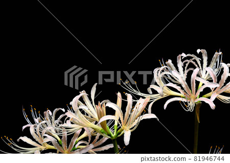 Red spider lily Red spider lily 81946744