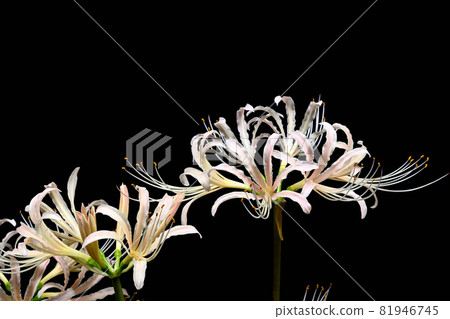 Red spider lily Red spider lily 81946745