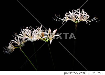 Red spider lily Red spider lily 81946756