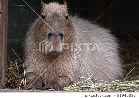 Capybara Capybara 81946888