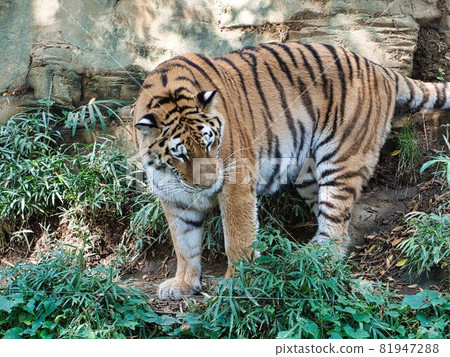 A tiger A tiger 81947288