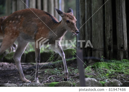 Japanese serow Japanese serow 81947486