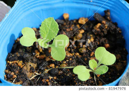 在盆中生長的大白菜幼苗 81947976