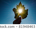 Sun shining through the heart shape in a yellow leaf 81948463