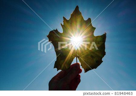 Sun shining through the heart shape in a yellow leaf 81948463
