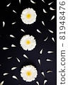 Flatlay of daisy petals around gerbera flowers 81948476