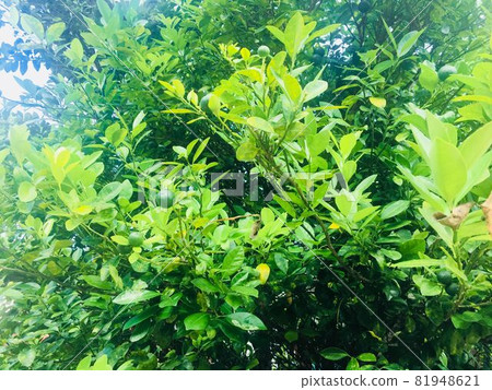 綠樹(菲律賓卡莫特斯) 綠樹(菲律賓卡莫特斯) 81948621