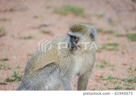 Savanna Monkey Savanna Monkey 81948873