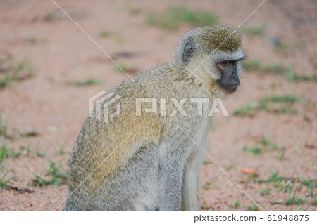 Savanna Monkey Savanna Monkey 81948875