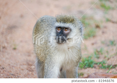 Savanna Monkey Savanna Monkey 81948876