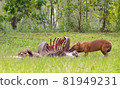Asian wild dog or Dhole and its carrion 81949231