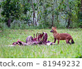 Asian wild dog or Dhole and its carrion 81949232