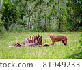 Asian wild dog or Dhole and its carrion 81949233
