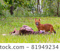 Asian wild dog or Dhole and its carrion 81949234