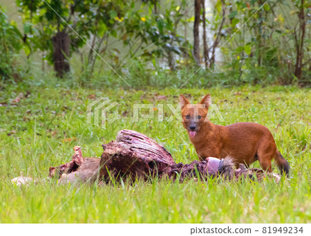 Asian wild dog or Dhole and its carrion 81949234