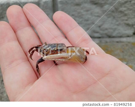 Fiddler crab that appeals to the sword 81949258