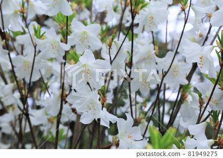 Shiro Yashio Shiro Yashio 81949275