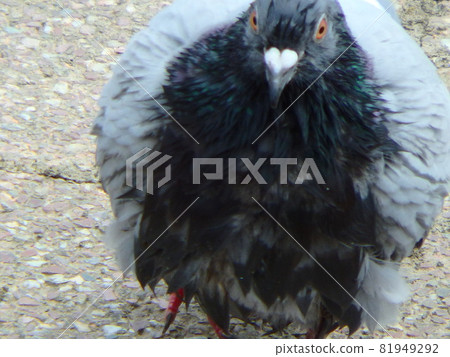 Rock pigeon whose wings are disturbed after bathing 81949292