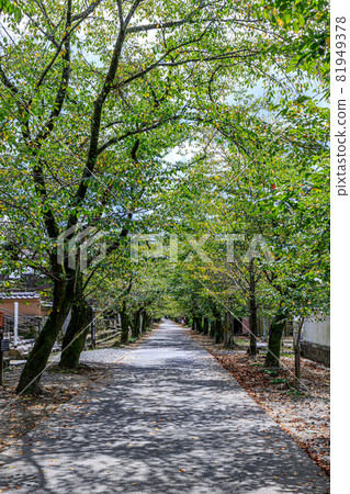 Akizuki Castle Ruins Summer Cherry Blossom Trees Asakura City, Fukuoka Prefecture 81949378