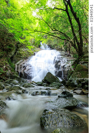 Summer Senjuin Waterfall, Itoshima City, Fukuoka Prefecture 81949541
