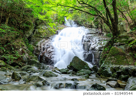 Summer Senjuin Waterfall, Itoshima City, Fukuoka Prefecture 81949544