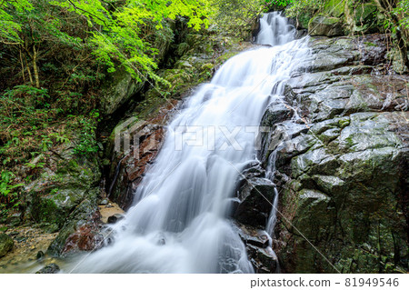 Summer Senjuin Waterfall, Itoshima City, Fukuoka Prefecture 81949546