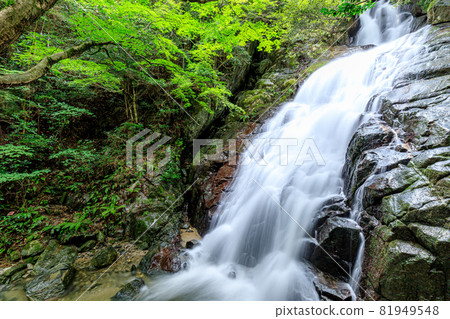 Summer Senjuin Waterfall, Itoshima City, Fukuoka Prefecture 81949548