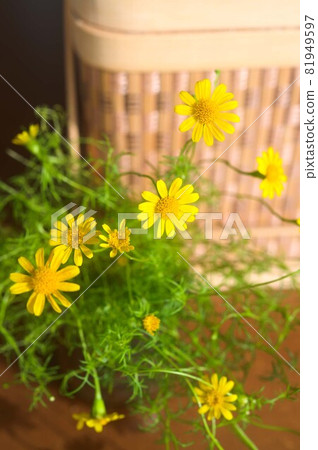 Darberg Daisy and Basket Box 81949597