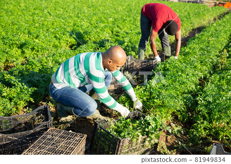 People picking parsley on farm plantation in summer 81949834