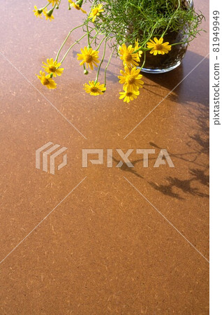 Darberg Daisy 81949949