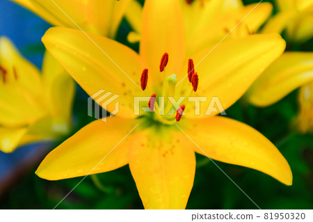 Selective focus: yellow lily flower in the garden, close up. Macro brown-orange stamens and light green pistil. Blooming yellow lilies growing in the garden of a sunny day. Floral background. Picture 81950320