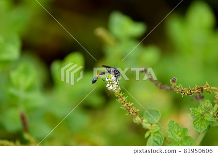 Beard Beard 81950606