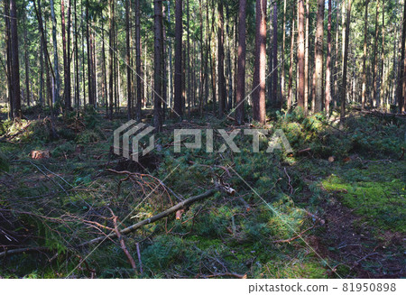 Felled pine trees in forest. Deforestation forest and Illegal logging.  81950898
