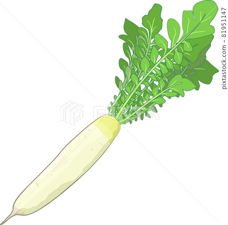 新鮮蔬菜的手繪插圖 新鮮蔬菜的手繪插圖 81951147