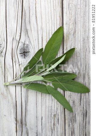 Sage herb Salvia officinalis, herb, spice on a wooden rustic background. Alternative medicinal plants, medical herb copy space Sage herb Salvia officinalis, herb, spice on a wooden rustic background. Alternative medicinal plants, medical herb copy space 81951222