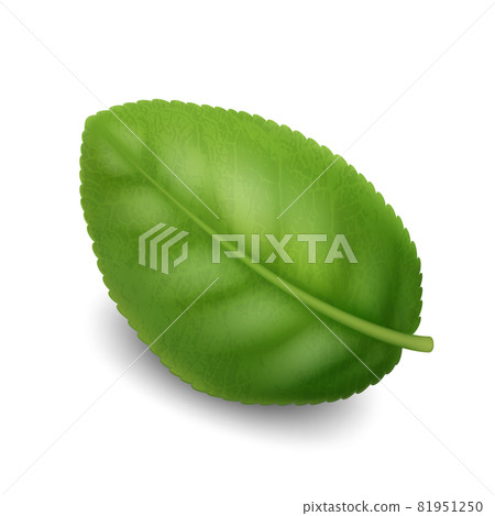 Blueberry Bush Branch Natural Green Leaf Vector 81951250