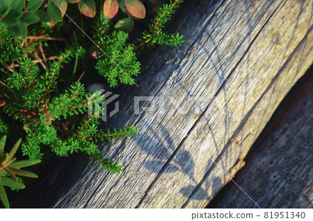 Crowberry grass and shadow on fallen dry tree trunk 81951340
