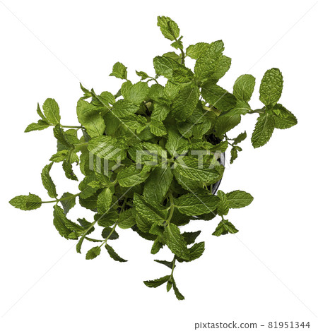 Mint on white background. 81951344