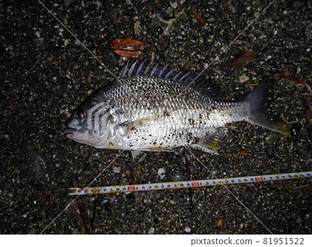 剛捕獲的沙質裂縫 81951522